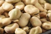 干蚕豆的功效与作用 干蚕豆的食用方式和注意事项
