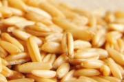 湿毒吃什么好 四种食物轻松搞定