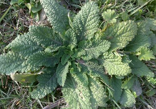 癞蛤蟆草的功效与作用-乐哈健康网