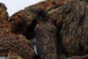 肉苁蓉泡酒比例 肉苁蓉泡酒能泡几次