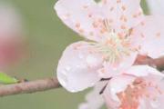 桃花茶治疗便秘吗 桃花茶怎么喝治疗便秘