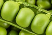 豌豆是生冻好还是煮熟冻好 豌豆生冻能保存多久