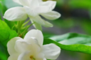 茉莉花的功效与作用