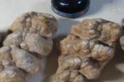 龙齿的功效与作用