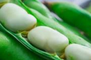 蚕豆会不会长胖 减肥能吃蚕豆吗