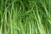 茴香苗的功效与作用 好处多多一定吃点