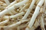 鱼腥草雪梨冰糖的功效 润肺止咳、利尿消炎还不吃起来！