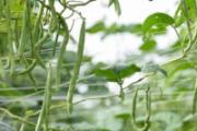 四季豆能隔夜吃吗 四季豆最好不要这样吃