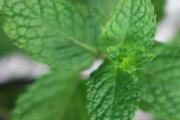 薄荷叶能生吃吗 原来薄荷叶除了泡茶还可以这样吃