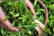 清明茶什么时候采 所有的茶都是清明时最好吗