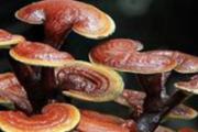 灵芝不能和什么同吃