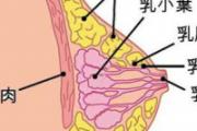 关于乳房的10个有趣知识