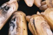 蛏子肚子黄黄的东西是什么 海鲜蛏子肚子里的白色线条是什么东西