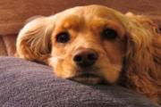 狂犬疫苗呕吐该怎么办 打完狂犬疫苗呕吐