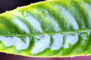 枇杷叶是老的好还是嫩的好 注意：老叶止咳、化痰效果更佳！