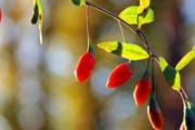 枸杞子能长时间煮吗 枸杞子吃了有什么作用