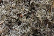 茵陈可以长期泡水喝吗 茵陈泡水多久喝一次比较好