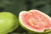 番石榴降血糖效果好吗 番石榴怎么吃降血糖效果最好