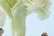 菜花烂了还能吃吗 菜花为啥要用开水棹