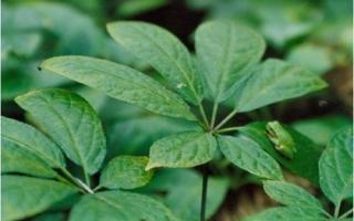 三七叶的功效与作用