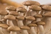 蟹味菇什么样的好怎么清洗 新鲜的蟹味菇怎么保存