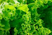 生菜怎么减肥法最快 生菜减肥的五大搭配