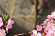 桃花茶喝多了怎么办