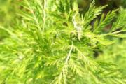 花椒和艾叶能一起煮水泡脚吗 花椒艾叶一起泡脚居然有这么神奇的效果