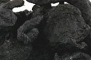 黄精可以壮阳吗 黄精是滋阴还是壮阳