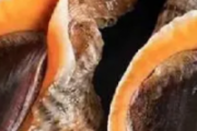 海螺蒸着吃还是煮着吃好吃 海螺要煮多久才熟
