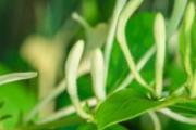 金银花熬水需要熬多久 金银花熬水可以给宝宝洗湿疹吗