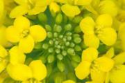 油菜开花了还能吃吗