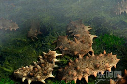 海参的营养价值