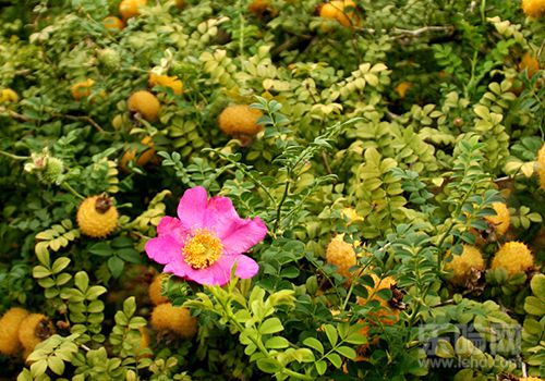 刺梨的功效与作用