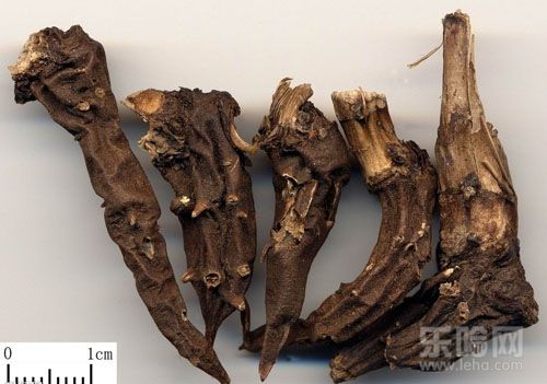 草乌的功效与作用及禁忌