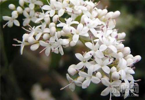 夜来香有毒吗,夜来香有没有毒,夜来香有毒-乐哈