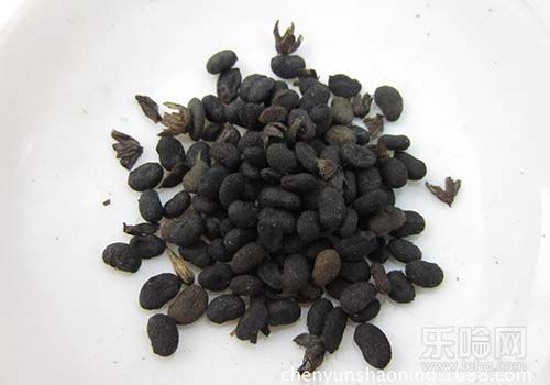 补骨脂的功效与作用及禁忌