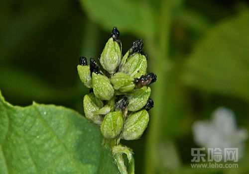 补骨脂的功效与作用及禁忌