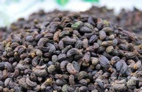 女贞子的功效与作用及食用方法