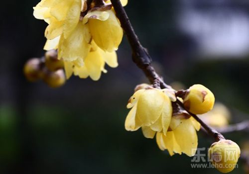 腊梅花有什么功效,腊梅花的功效与作用及禁忌