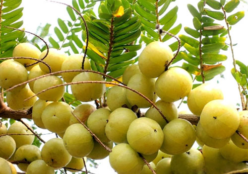 余甘果哪些人不能食用