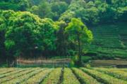 云雾茶有什么功效 云雾茶喝了有哪些作用