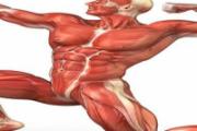 腹部抽筋怎么缓解 腹部肌肉抽搐的原因