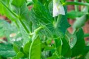 豌豆苗宝宝能吃吗 豌豆苗宝宝吃的话会过敏吗