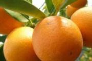 嗓子痛吃什么好 夏天嗓子疼可以吃这些食物