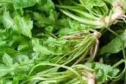 荠菜怎样保存长时间营养不丢失 焯水后的荠菜冷冻可以放多久