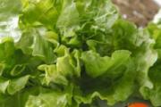 生菜榨汁可以减肥吗 生菜和什么一起榨汁减肥
