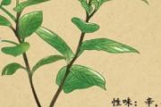 折耳根泡水喝要晒干吗 折耳根怎么晒干