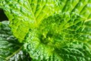 薄荷与什么相克 薄荷的毒性以及副作用