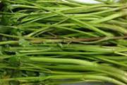 吃野芹菜中毒了怎么办
